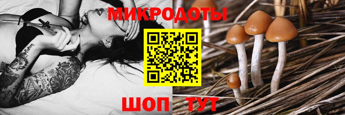 Псилоцибиновые грибы Psilocybine cubensis  Малоярославец  Псилоцибиновые грибы прущие грибы 